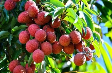 Bài thuốc trị bệnh từ quả vải